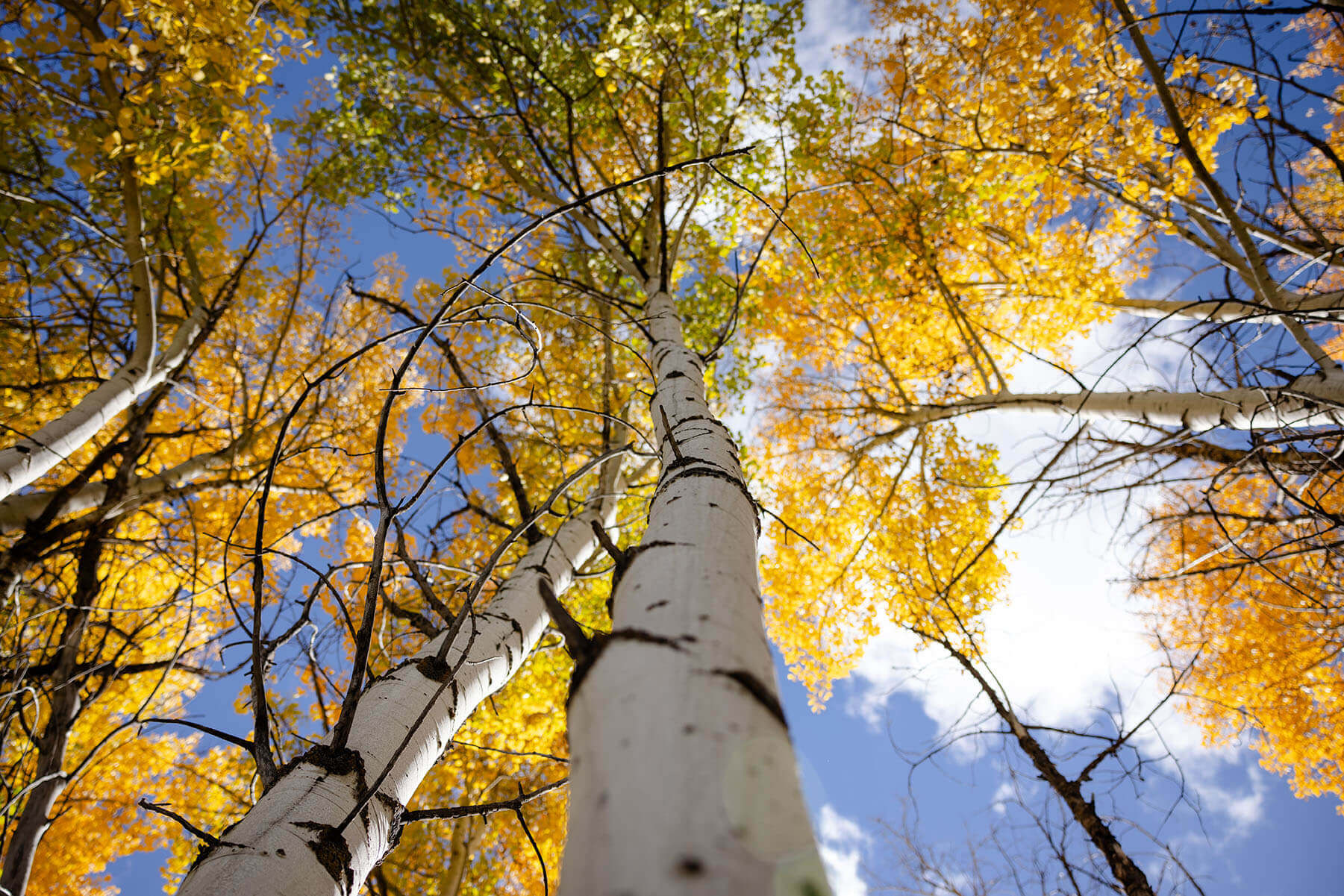 A view from the ground up of a tree with white colored wood and yellow-orange leaves on the Ashton to Tetonia Trail.