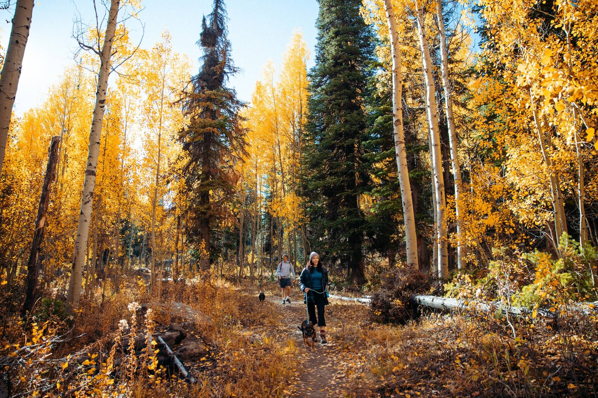 two people hiking with dogs on the Eagle Trail (Loop) at Pettit Campground in the South Hills (Sawtooth National Forest), near Twin Falls, Idaho