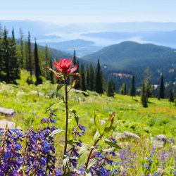 wildflower at Schweitzer