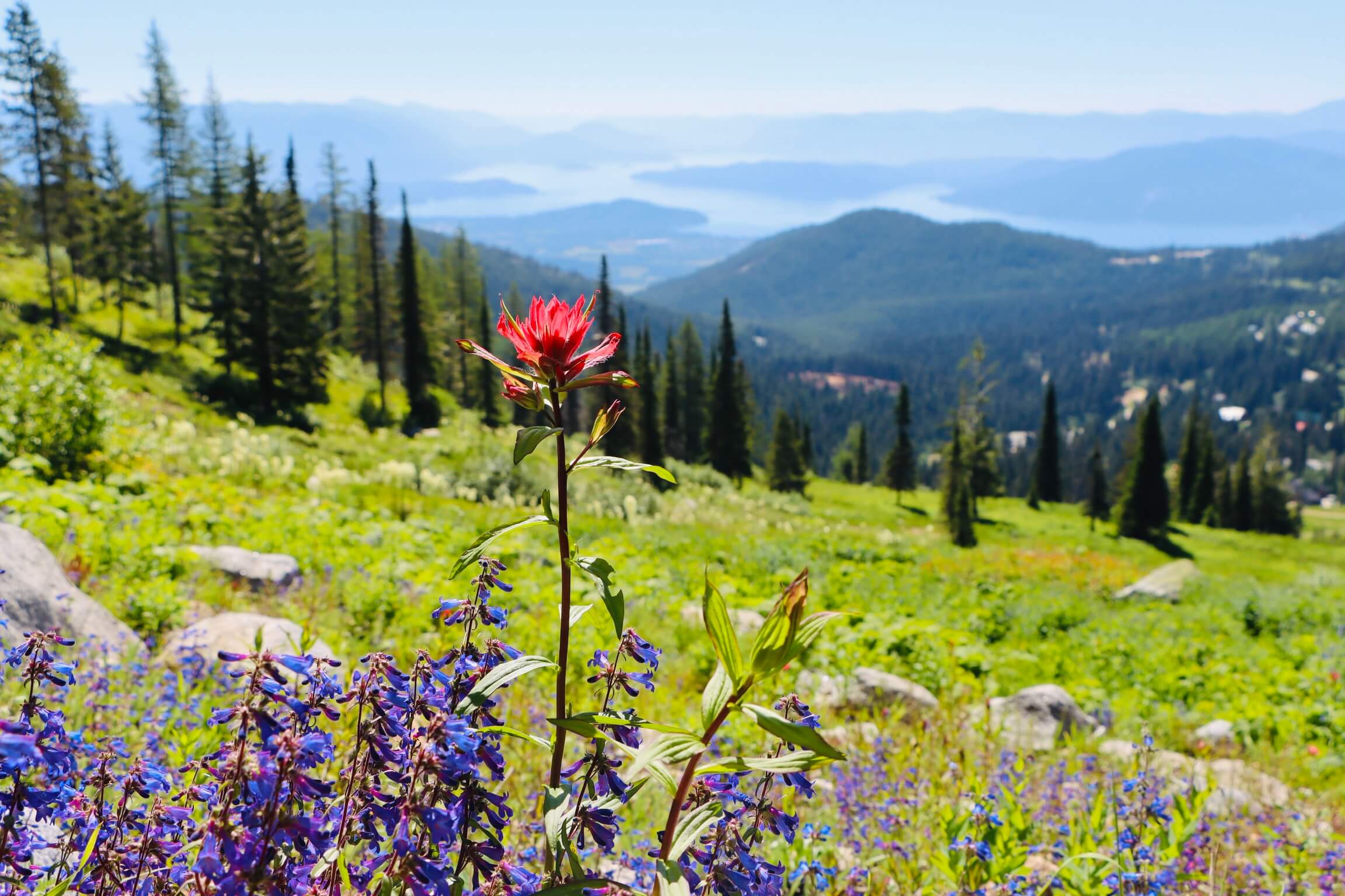 wildflower at Schweitzer