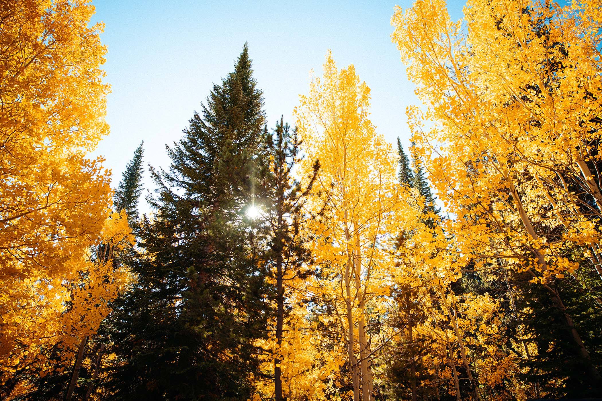 Fall treeline in South Hills, Idaho with vibrant autumn foliage