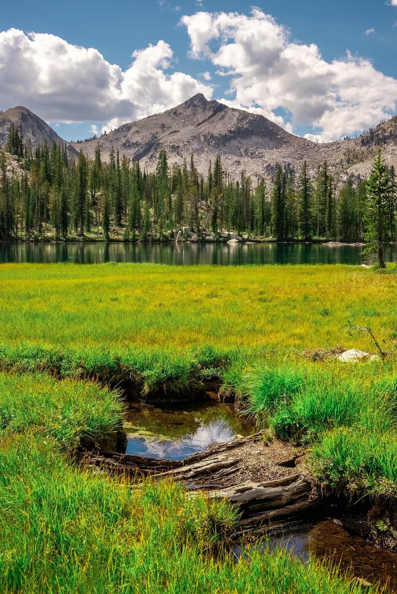 A grassy landscape in the foreground and a creek, mountains and a forest of trees in the background.