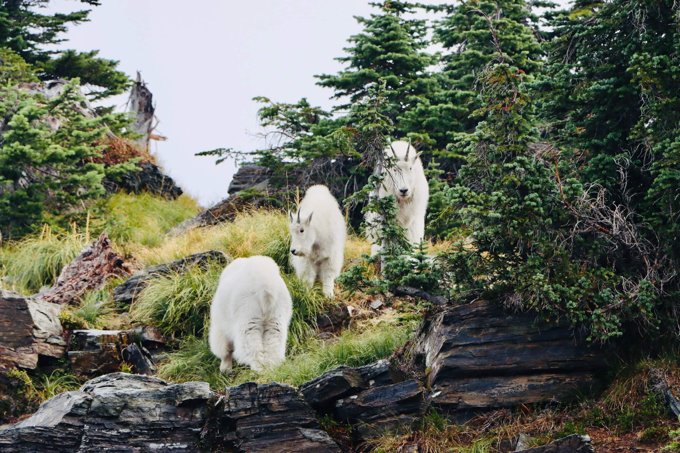 Mountain goats on Idaho trail