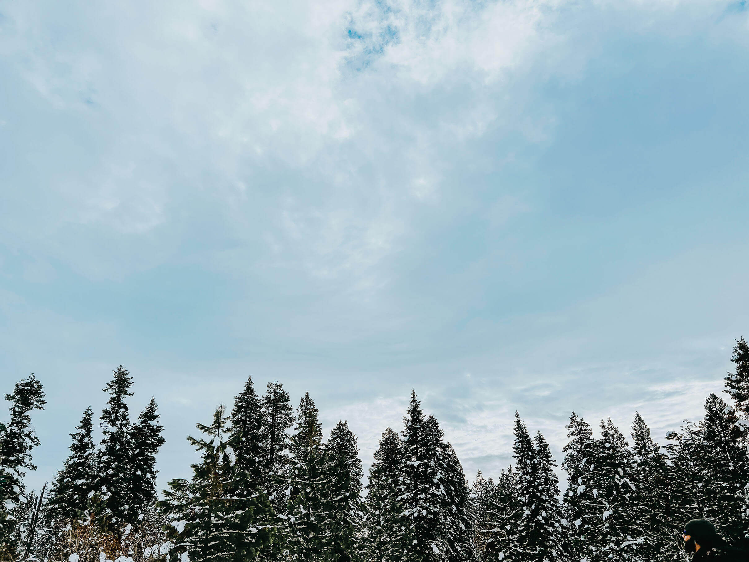 An Idaho Winter with a clear sky image with snow dusted pines at Bear Basin Nordic Center.