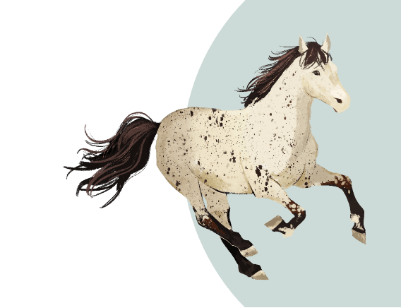 An illustration of a galloping Appaloosa horse.