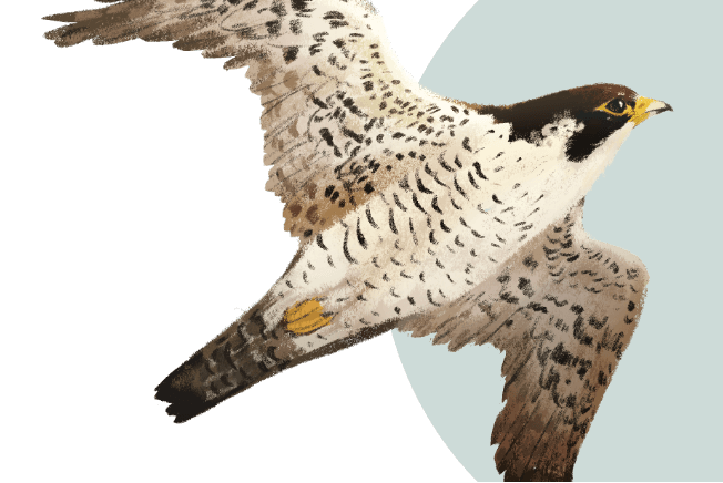 An illustration of a peregrine falcon spreading its wings in mid flight.