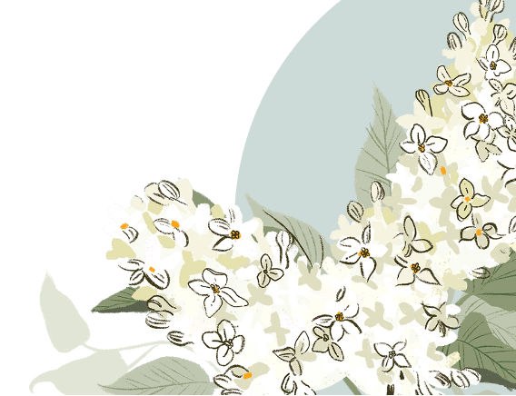 An illustration of syringa flowers and leaves.