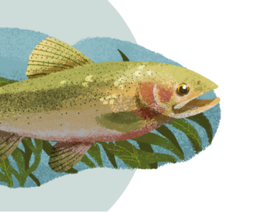 Get to Know the Idaho State Animal, Bird and Other State Symbols