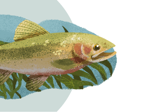 An illustration of a cutthroat trout swimming past seaweed.