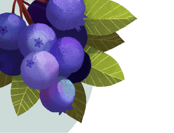 An illustration of a cluster of huckleberries and a branch with leaves.