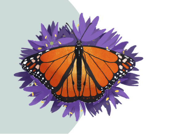 An illustration of a monarch butterfly resting on some purple flowers.