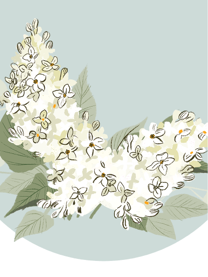 An illustration of syringa flowers and leaves.