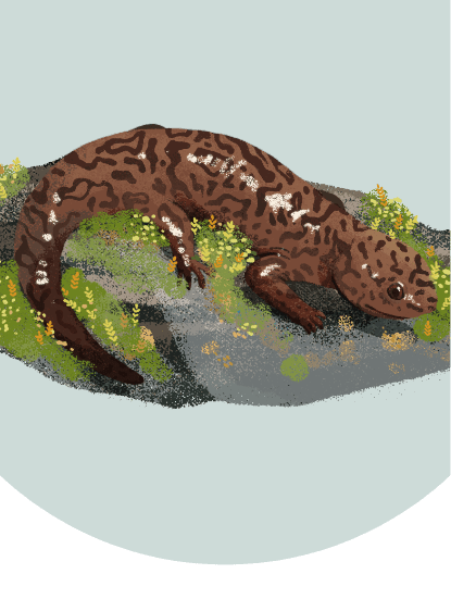 An illustration of an Idaho Giant Salamander resting on a rock covered with moss and tiny orange and yellow plants.