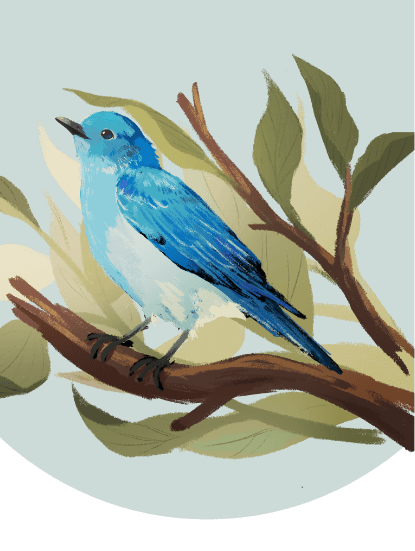 An illustration of a mountain bluebird perched on a tree branch with leaves.