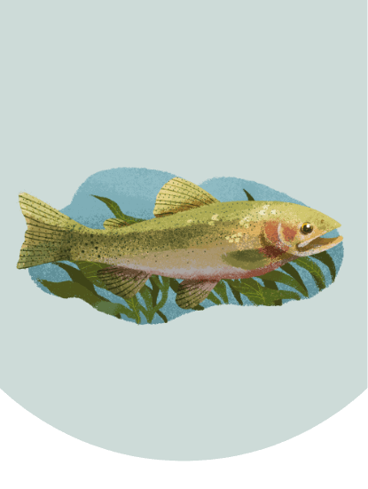 An illustration of a cutthroat trout swimming past seaweed.