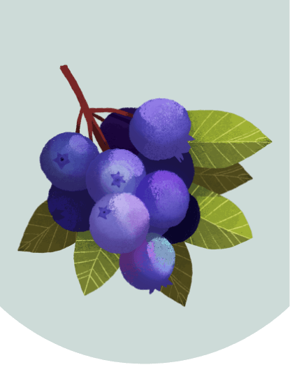 An illustration of a cluster of huckleberries and a branch with leaves.