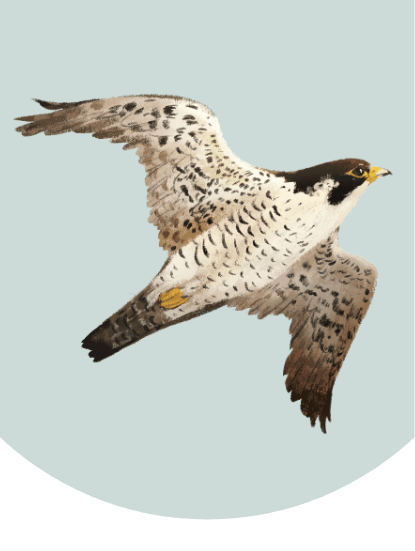 An illustration of a peregrine falcon spreading its wings in mid flight.