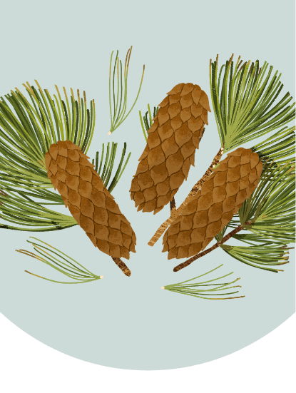 An illustration of three western white pine cones and several pine needles.