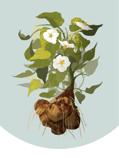 An illustration of a cluster of potatoes attached to a root with leaves and white flowers.