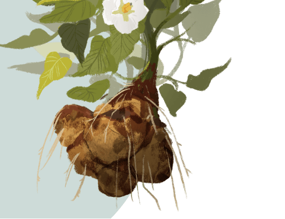 An illustration of a cluster of potatoes attached to a root with leaves and white flowers.