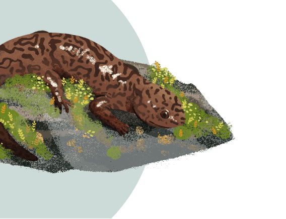 An illustration of an Idaho Giant Salamander resting on a rock covered with moss and tiny orange and yellow plants.