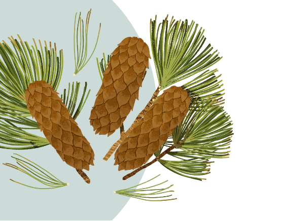 An illustration of three western white pine cones and several pine needles.