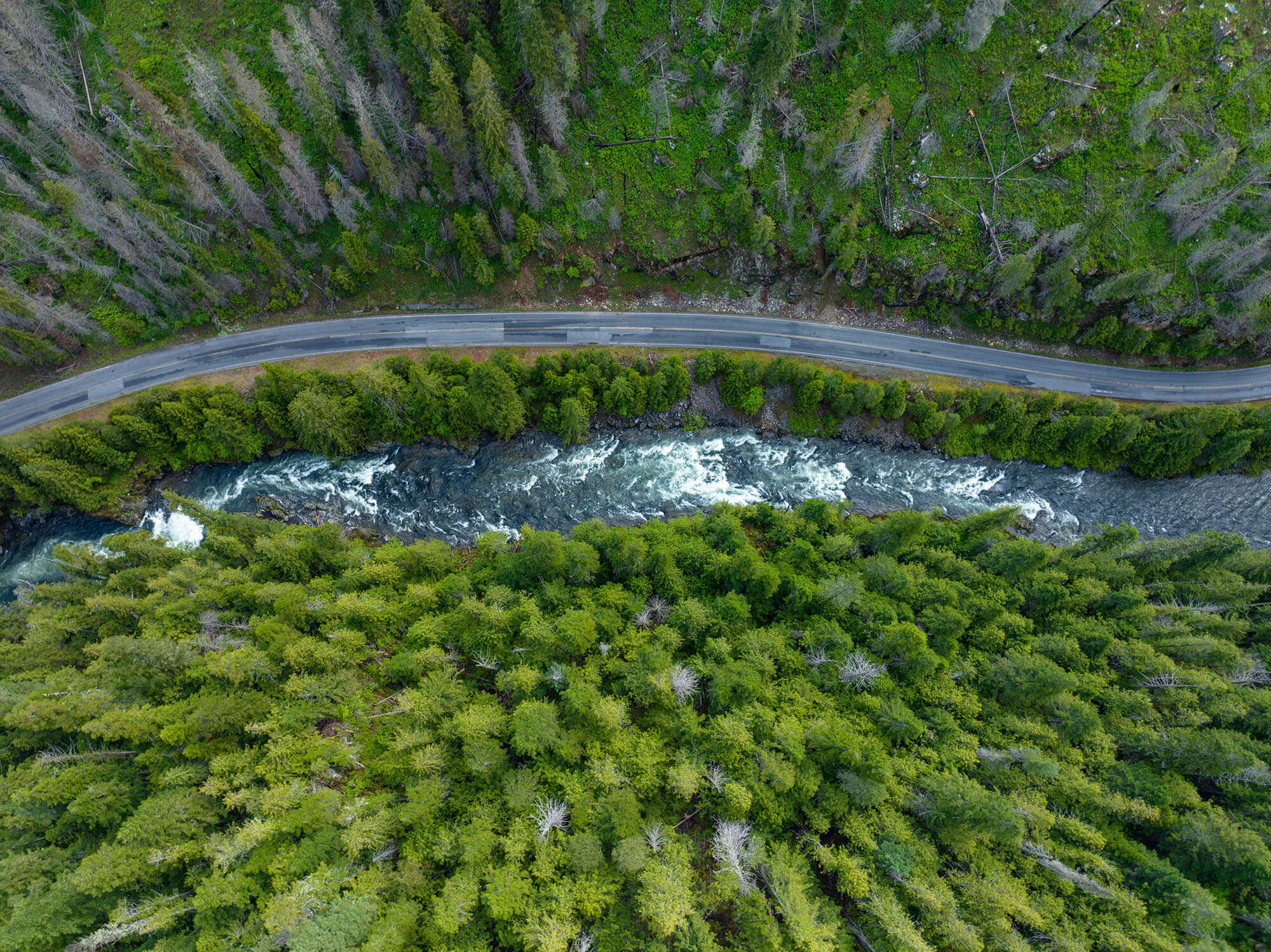 Rapids surge on the St. Joe River, tall lush trees lining the crash of the waves.