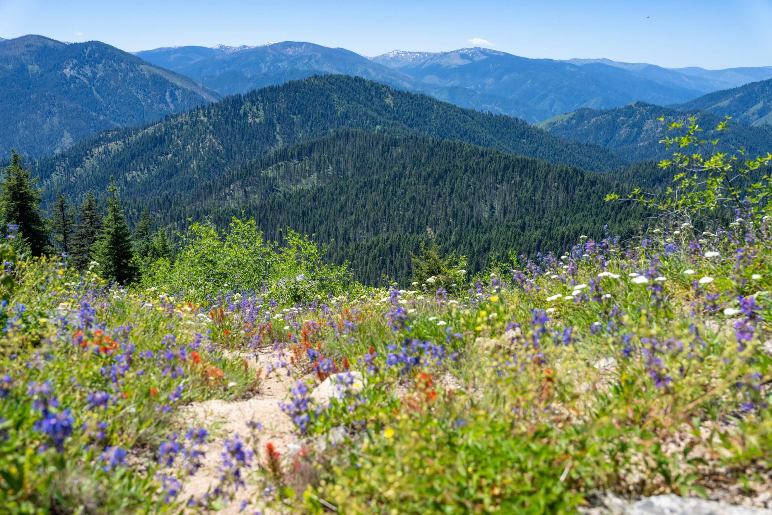 Colorful wildflowers blooming with forested mountain ridges in the Selway-Bitterroot Wilderness.