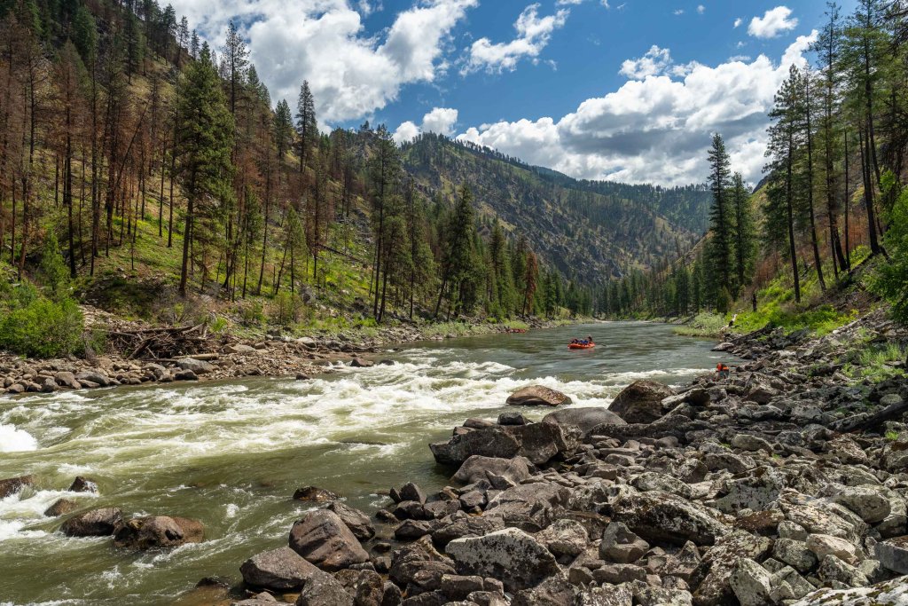 Raft navigating rapids through rocky terrain and pine-covered slopes along the Salmon River.