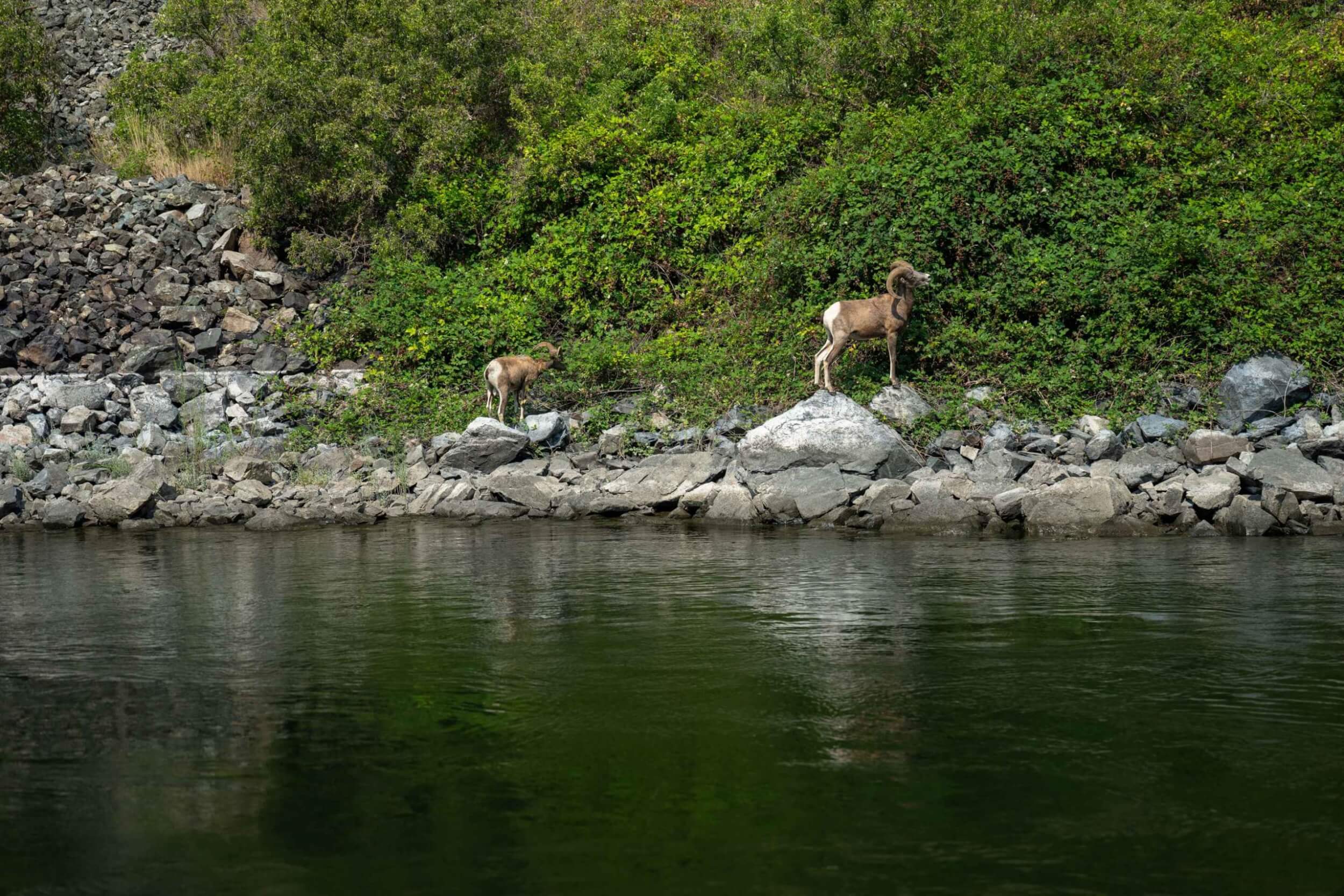 Bighorn sheep standing on rocks near the Snake River shoreline.