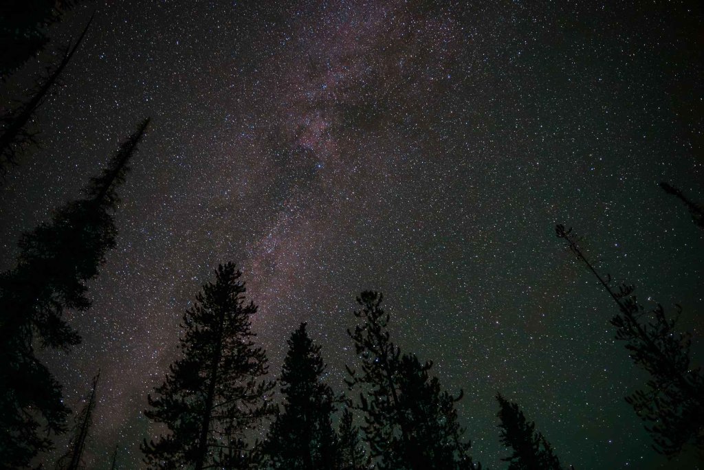 Star-filled night sky over silhouetted pine trees in the Sawtooth Wilderness near Alpine Lake.