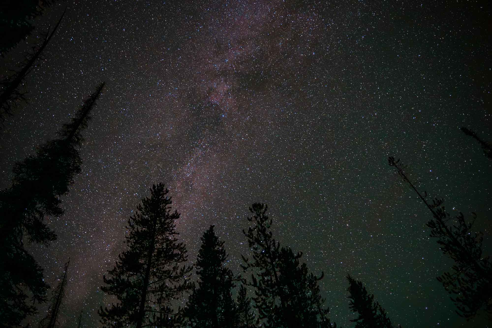 Star-filled night sky over silhouetted pine trees in the Sawtooth Wilderness near Alpine Lake.