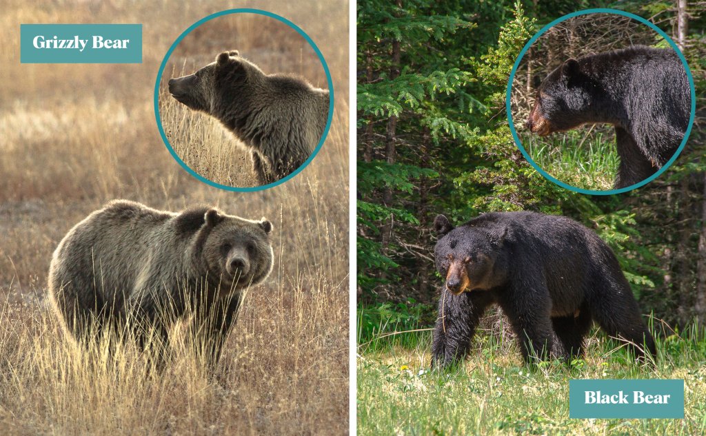 Travel With Care: Safety in Bear Country Two images showing the difference between a Grizzly Bear and a Black Bear in Idaho.