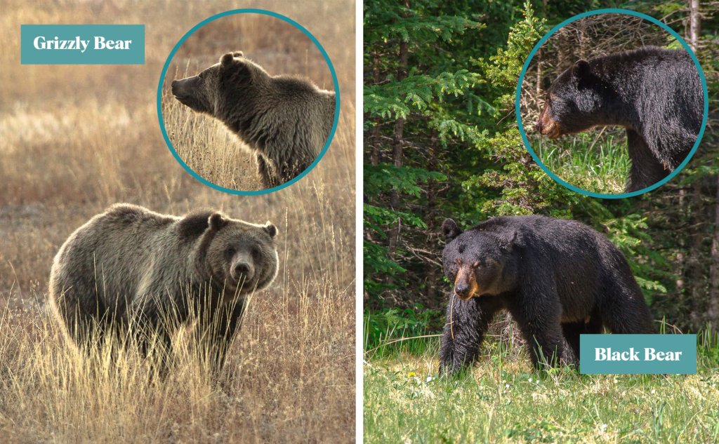 Safety in Bear Country Two images showing the difference between a Grizzly Bear and a Black Bear in Idaho.