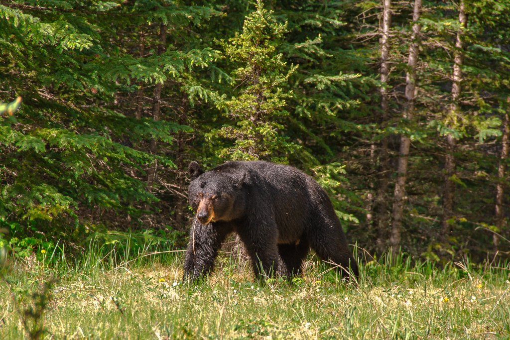 A black bear moves through foliage in Idaho. 