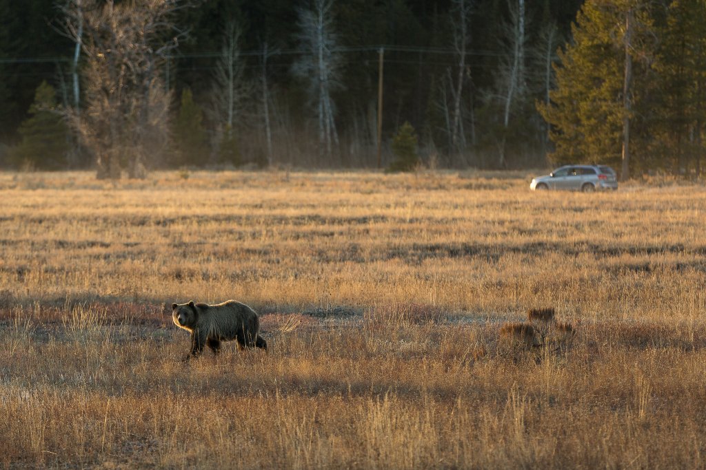 Travel With Care: Safety in Bear Country A Grizzly bear walks through an open pasture with a car in the background.