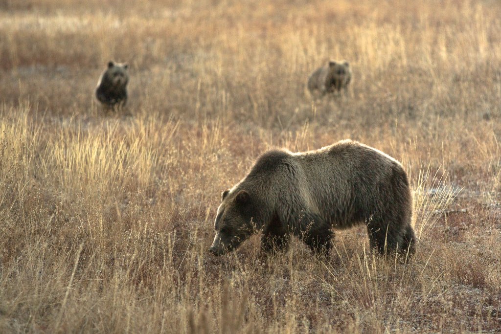 Travel With Care: Safety in Bear Country A Grizzly bear forages with her two cubs in the background.