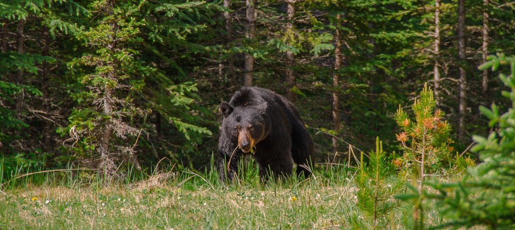 A black bear moves through foliage in Idaho.