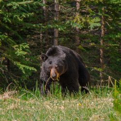 A black bear moves through foliage in Idaho.