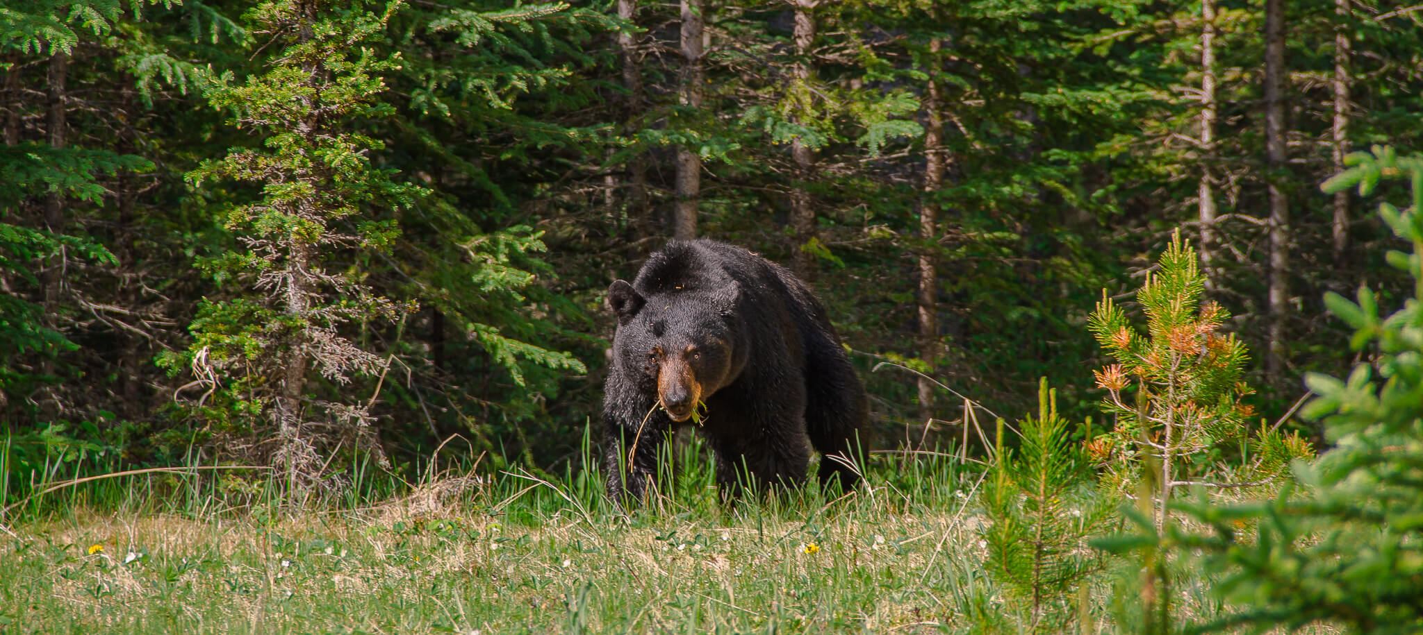 A black bear moves through foliage in Idaho.