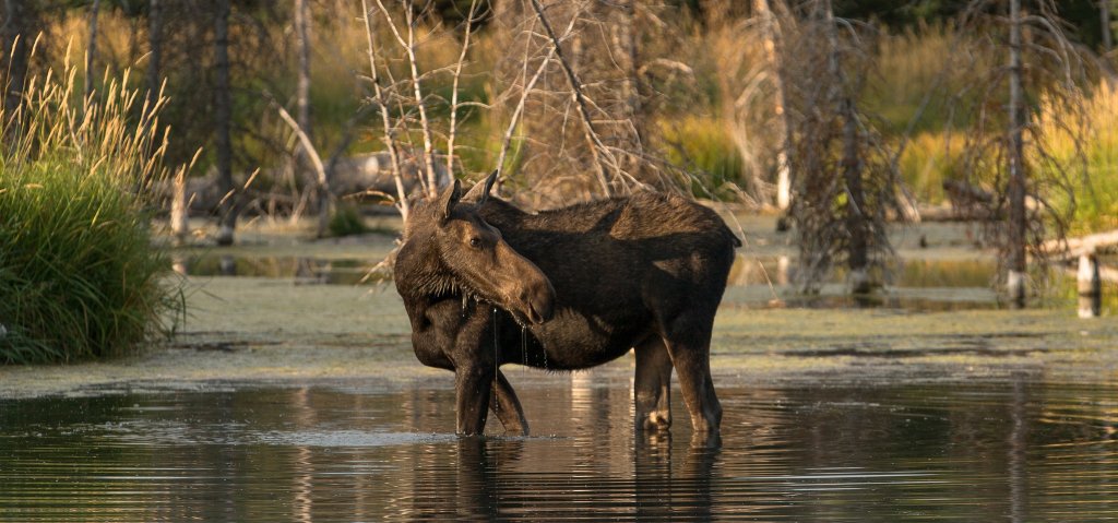 A moose wades in water.