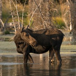 A moose wades in water.