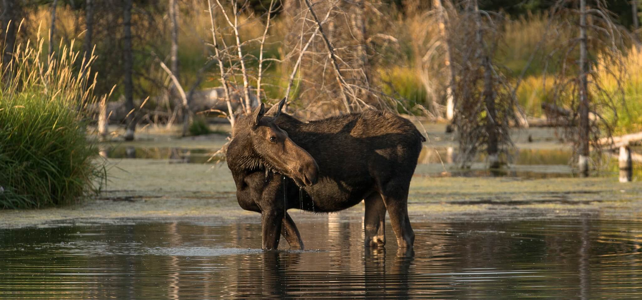 A moose wades in water.