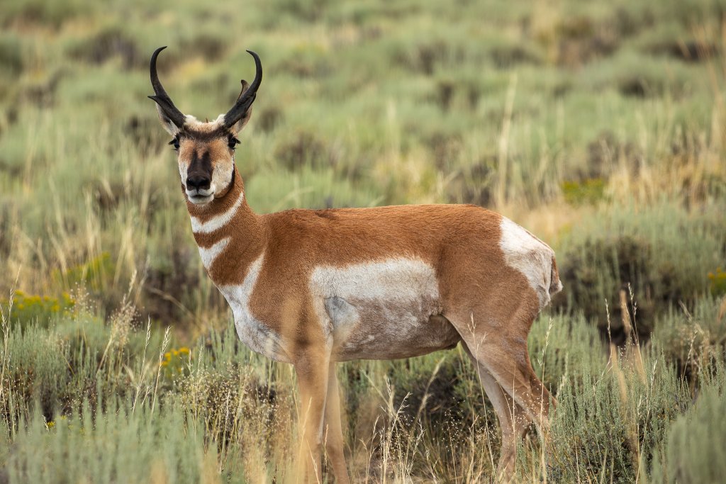 A pronghorn in grasslands.