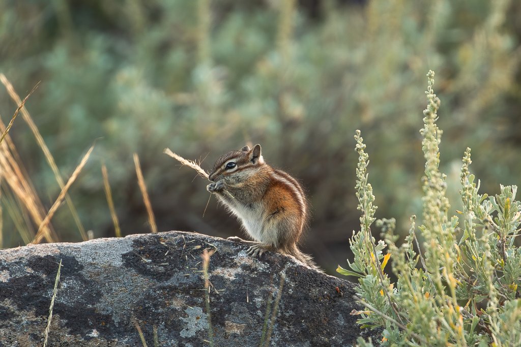 A chipmunk perches on a rock, nibbling on grass.