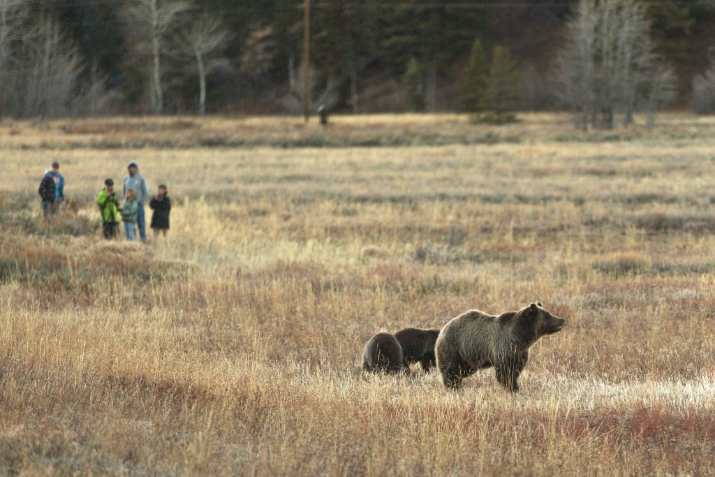 A group of people watch a Grizzly bear and her cubs from a safe distance. 