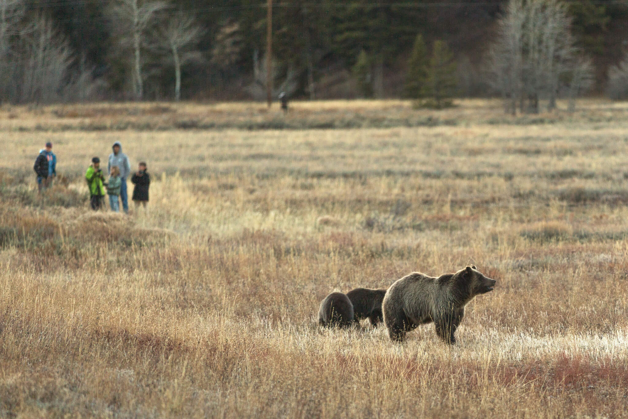 Safe Distance Between Predators Respecting Wildlife in Idaho when Exploring the Wilderness