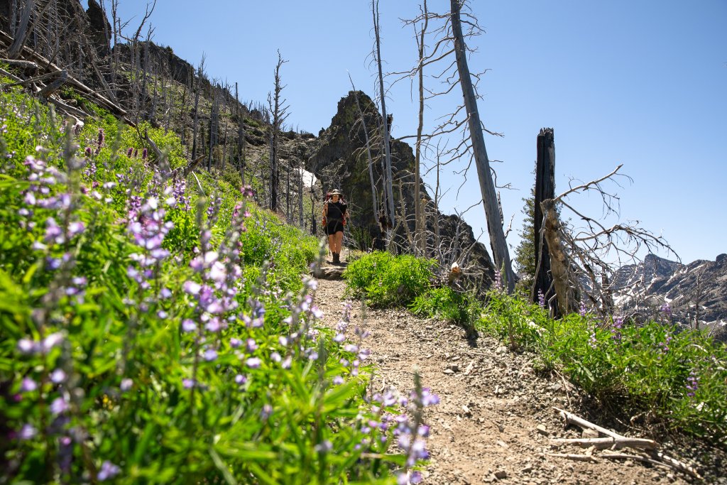 TRAVEL WITH CARE: HIKING RESPONSIBLY A hiker follows a path lined with purple wildflowers.