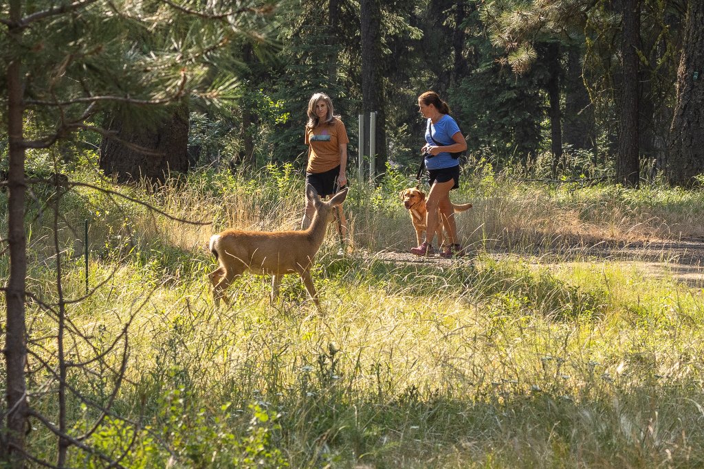 Two hikers and a dog encounter a deer on a trail. 