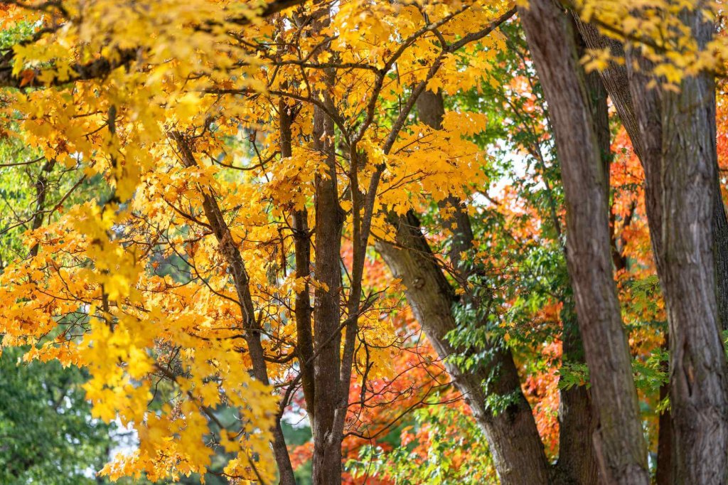 A view of trees with fall foliage at Lower Spalding Park.